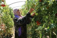 La producción alimentaria de Siria, en su mínimo histórico