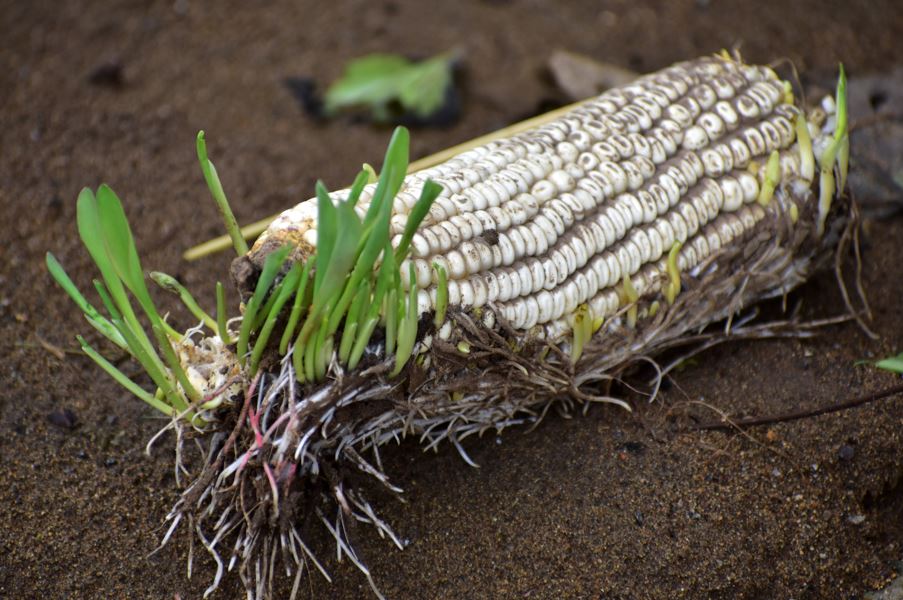 Huracanes y sequías han destruido cultivos de maíz en Centroamérica. 