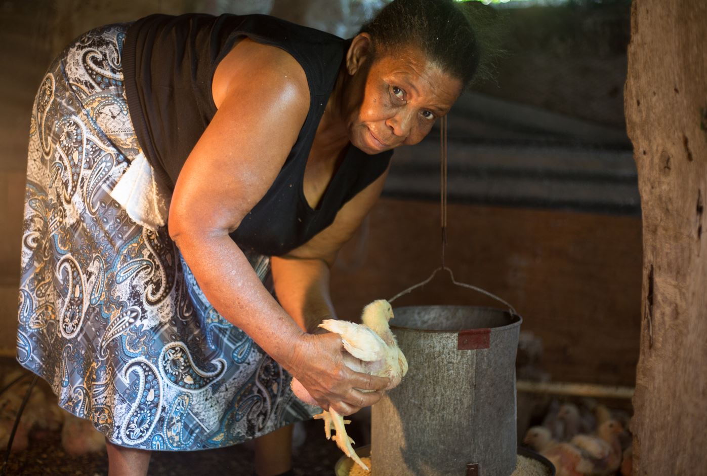 Una mujer sostiene un pollo en un gallinero. Foto: WFP/Kaneal Gayle