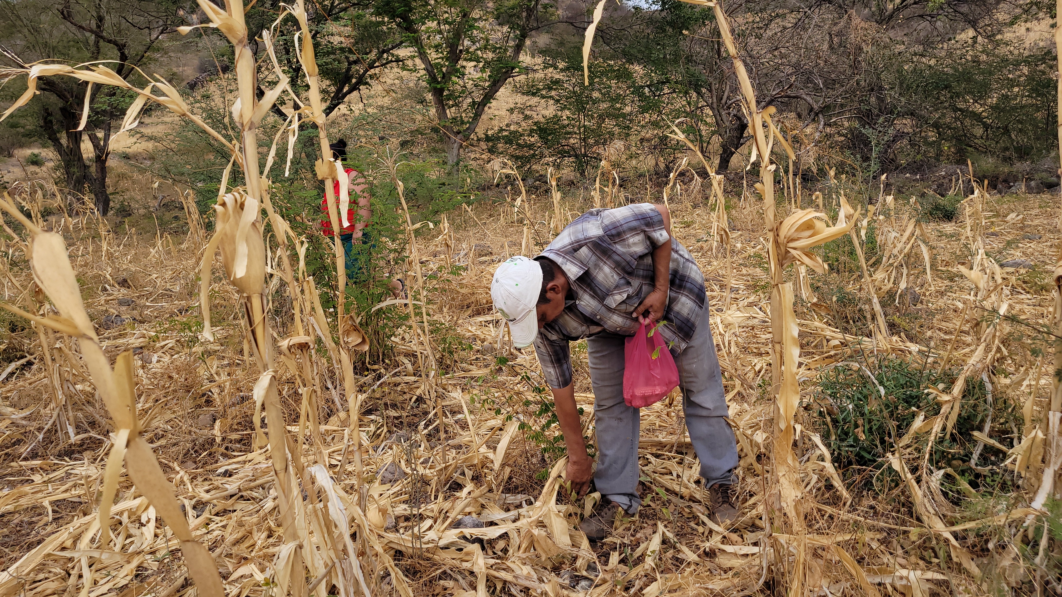 Cultivos de maíz destruidos por la sequía en el Corredor Seco de Honduras. Foto: WFP/Hetze Tosta
