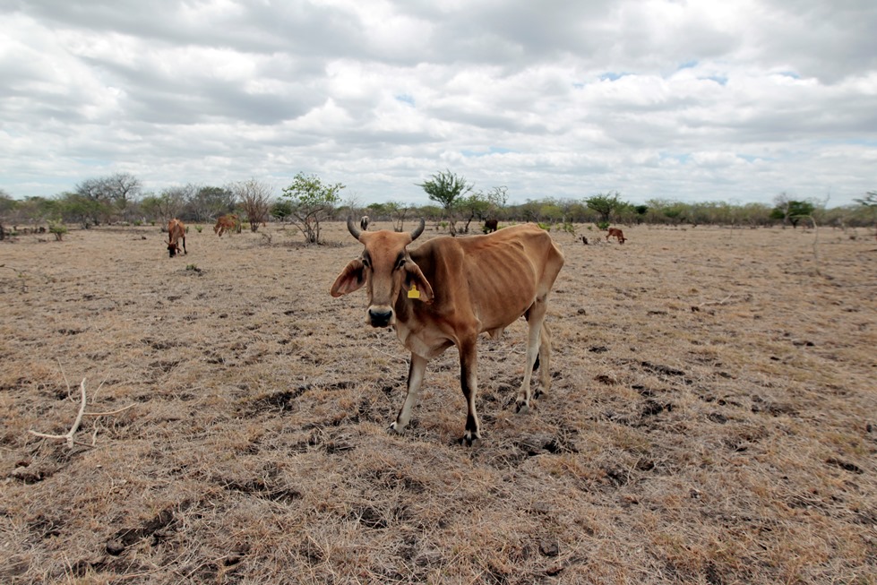 Declaración conjunta FAO-PMA: Preocupa la situación provocada por la grave sequía