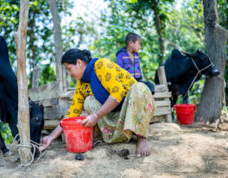 Taimy Chakma alimenta a sus vacas. Foto: WFP/Sayed Asif Mahmud