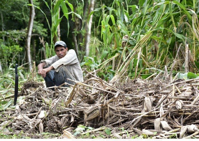 El clima errático no da tregua a los productores de granos básicos de Nicaragua 