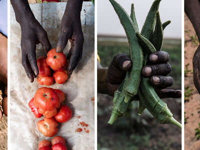 Alimentos para el Programa Mundial de Alimentos
