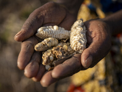Ethel (no apoyada por WFP) muestra mazorcas de maíz de su campo que no crecieron lo suficiente durante la sequía. Ethel sostiene varias mazorcas de maíz poco desarrolladas, mientras explica el impacto de la sequía en su cosecha.