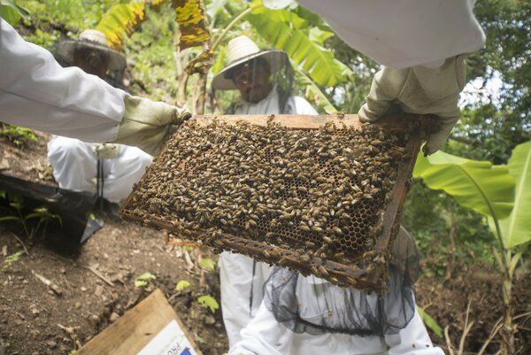 Exterminaron 46 colmenas de abejas al fumigar un campo cerca de Paraná -  Noticias AgroPecuarias