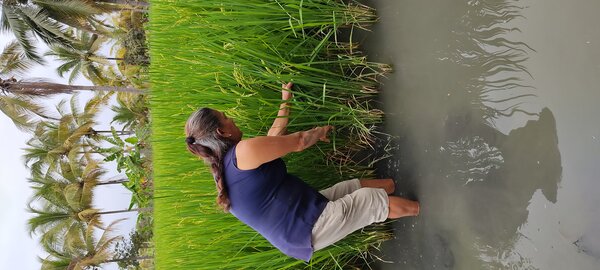 Historia Arroz Pato Ecuador 06