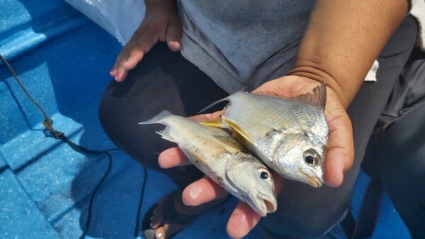 Historia Peces Honduras 02