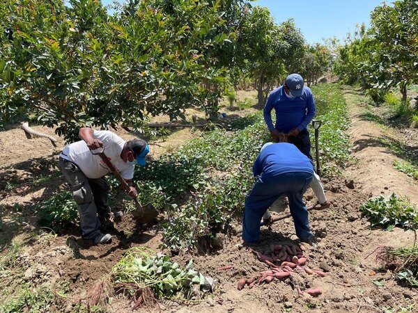 La familia Amaya trabaja con entusiasmo en su huerto en medio del desierto.