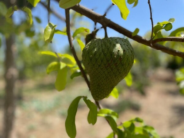 Frutas como la guanábana crecen fuertes en el huerto de Noemí y su familia