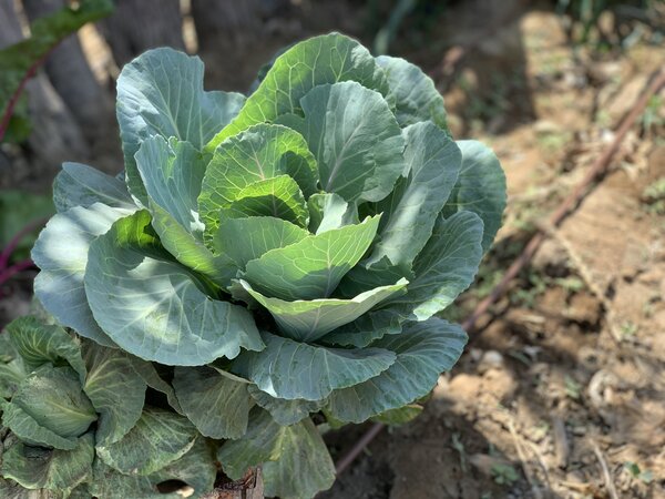 Las legumbres crecen en el huerto de María Mayanga