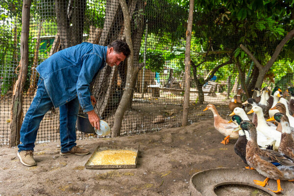 Marcelo Granda alimenta los patos de su granja