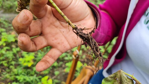 Nilda muestra los efectos de la humedad excesiva en las raíces de la planta de frijol