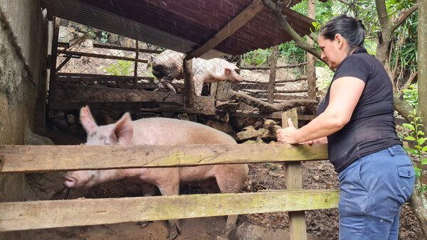 Celsa María Montenegro mira los cerdos de crianza.