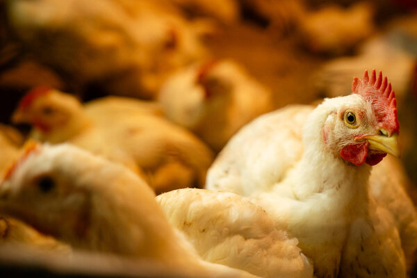 Foto de unas gallinas. Las gallinas son de color blanco. 