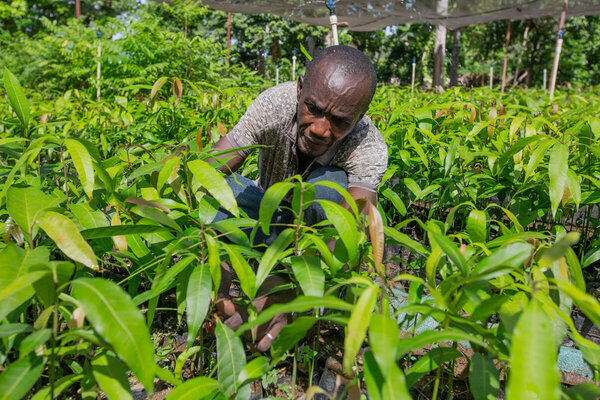 A man tends to a field of bushy crops. Photo: WFP/Irshad Khan