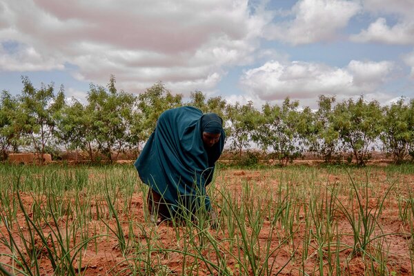 A woman in a long green veil weeds a field. Photo: WFP/Arete/Mahad Said.