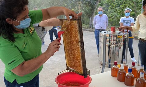 Mujeres del norte de Nicaragua producen miel de abeja