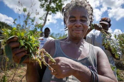 Haití: A pesar de la sequía y las inundaciones, los agricultores logran cultivar