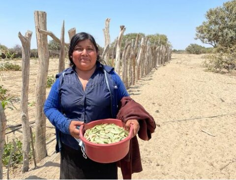 Un futuro verde en el desierto peruano