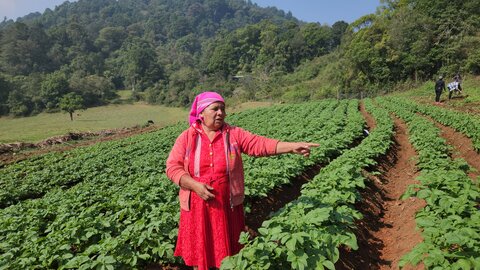 Honduras: Mujeres lencas consiguen recuperar su economía familiar con las transferencias de efectivo