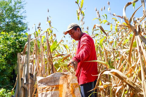 Cómo El Niño está provocando el hambre y la sequía en toda Centroamérica