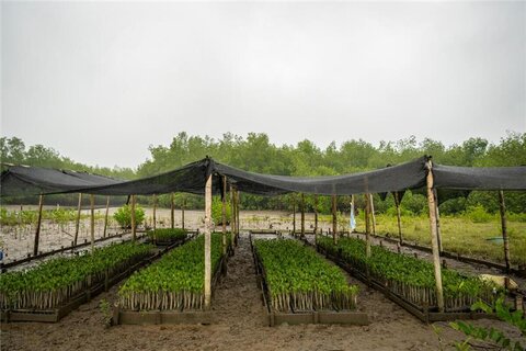 Vivero de manglares con plantas bajo una malla negra, en un área de suelo húmedo y rodeado de árboles
