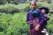 Una joven madre sostiene una papa recién cosechada, mientras carga a su hijo en una manta tradicional, en lo alto de los Cuchumatanes. © WFP/Andrea Girón 