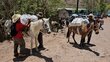 Men saddle up WFP food bags onto their horses in Honduras. Photo: WFP/Darlan Bautista