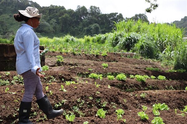 En el Caribe los precios de los alimentos y las inversiones agrícolas son altos y la gente sigue teniendo dificultades. Foto: WFP/Carla Alleyne. 