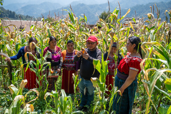 En una plantación en Guatemala recolectan información agroclimática con monitores.