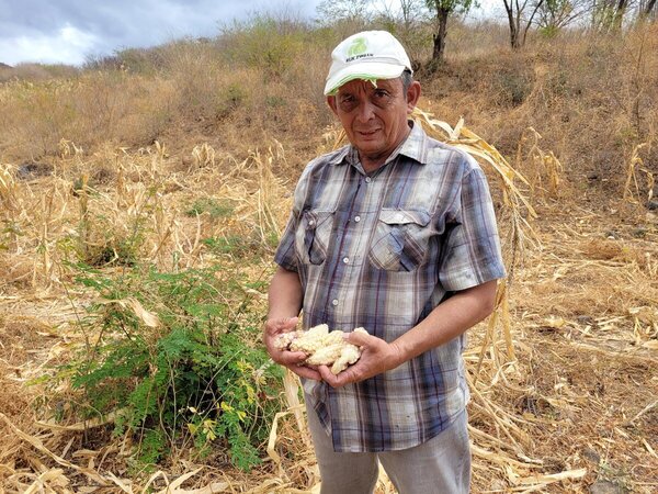 Impacto de la sequía. Foto: WFP/Hetze Tosta