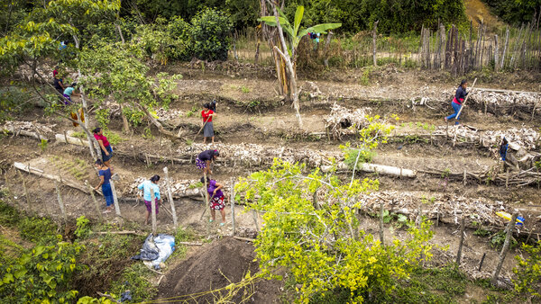Vista aérea de un campo cultivado por la comunidad de mujeres de más de 50 años en Chiquimula, Guatemala. Foto: WFP/Giulio d'Adamo