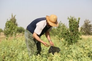 Siria: la seguridad alimentaria continúa siendo precaria