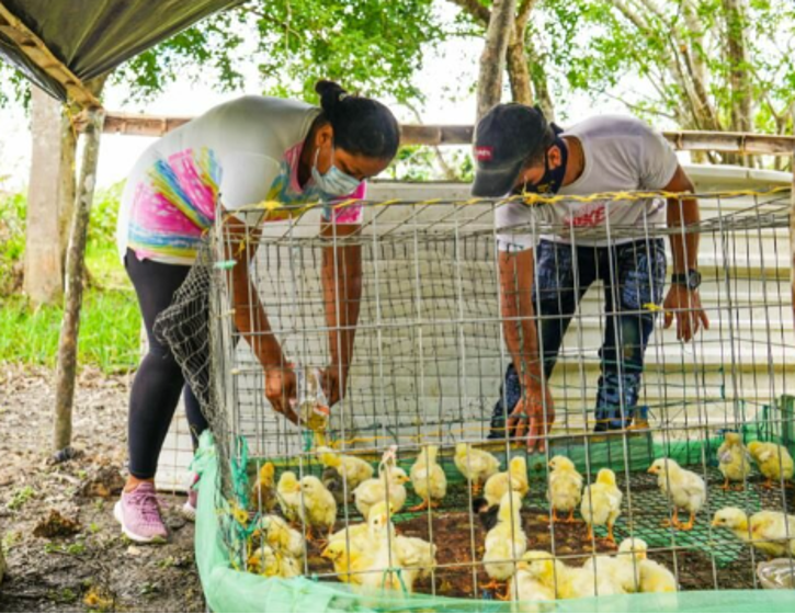 En el departamento de Arauca, Colombia, un proyecto piloto de protección social del gobierno y el WFP ha permitido a Deisy Cuero y su marido José Ochoa usar parte de las transferencias de efectivo para criar pollos. Foto: WFP/Lorena Peña
