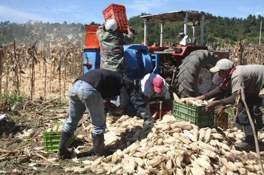 Nicaragua - No truce for smallholder farmers 03