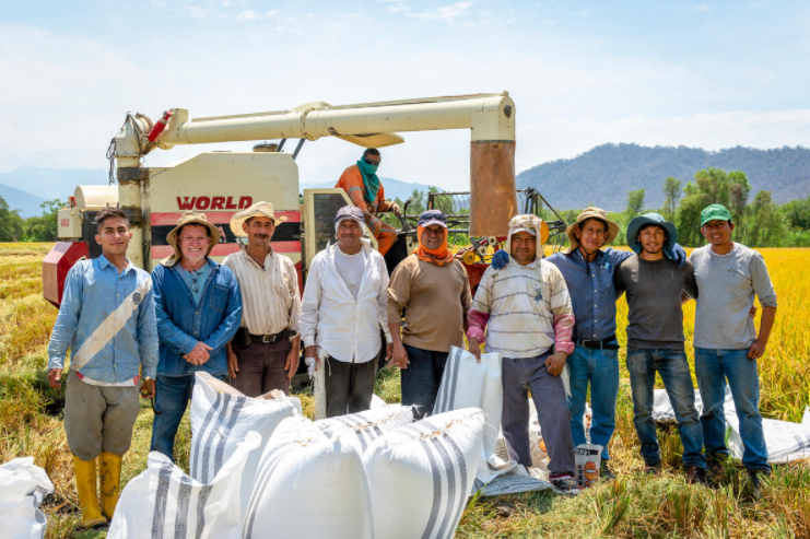 Trabajadores en el arrozal de Marcelo Granda en Ecuador.
