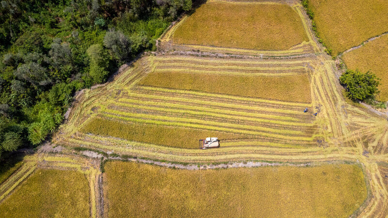 Toma aérea de las parcelas de arroz en Macará  