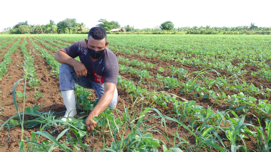 WFP Cuba/Dalila Castro