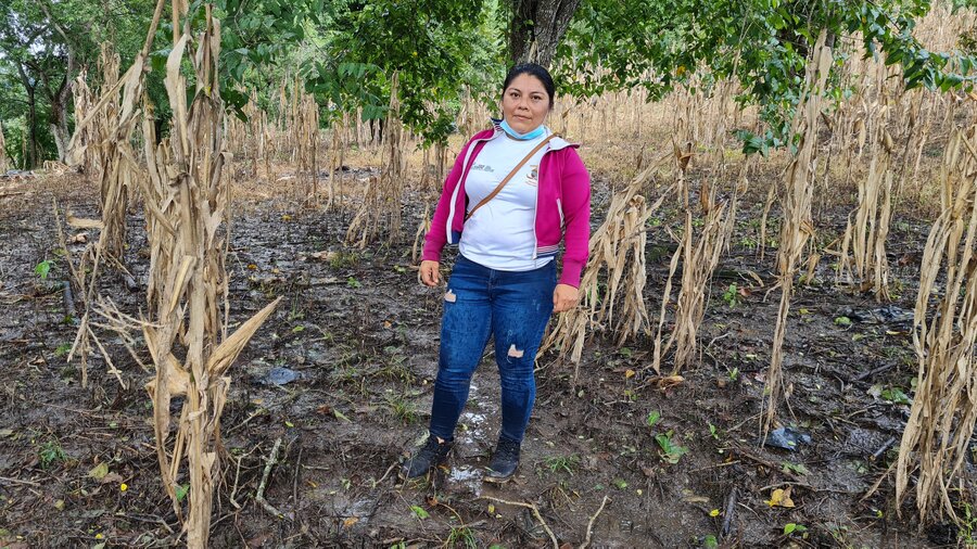 Nilda López se encuentra en medio de una milpa de maíz. Se puede ver el exceso de agua en el suelo.