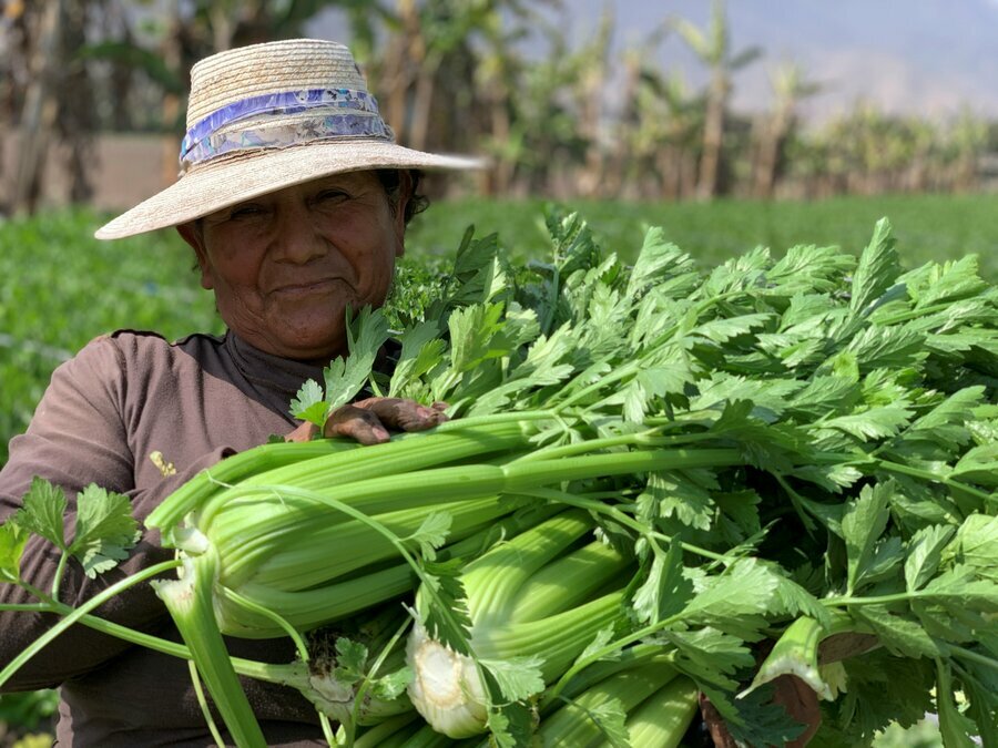 A local farmer harvests celery that may end up at a WFP-supported olla commune. Photo: WFP/Suzanne Fenton