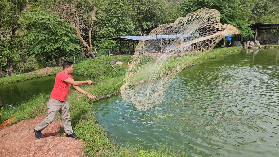 Pedro lanza la atarraya al estanque para capturar algunas tilapias.