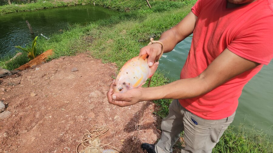 Pedro sostiene en sus manos una de las tilapias que cria en su estanque.