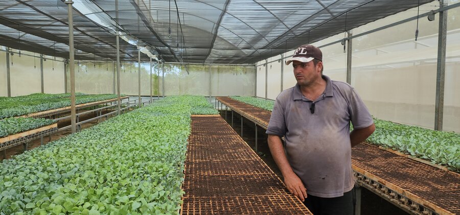 Payo, un agricultor cubano, camina entre las plántulas que crecen en su vivero.