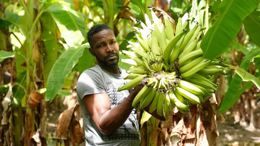 Haitian farmer holding a bunch of green plaintain bananas