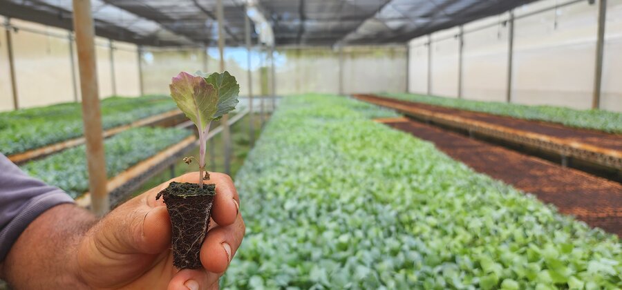 Toma en primer plano de una plántula sostenida en la mano de un agricultor. Al fondo aparecen más plántulas dentro de un vivero.