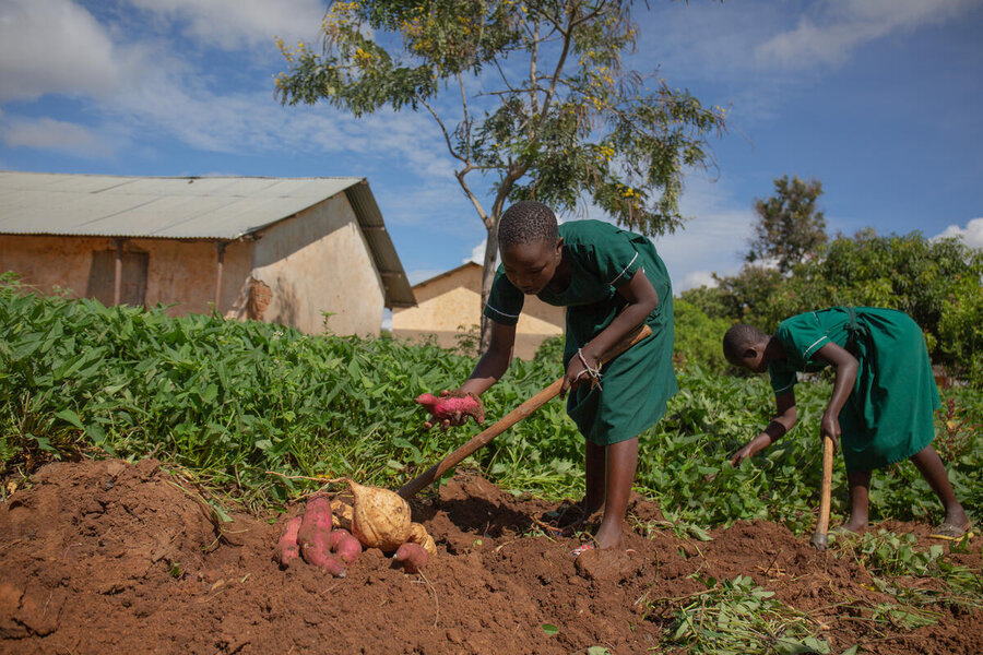 School children in Uganda's Karamoja region harvest sweet potatoes. Photo: WFP/Joel Eckstrom