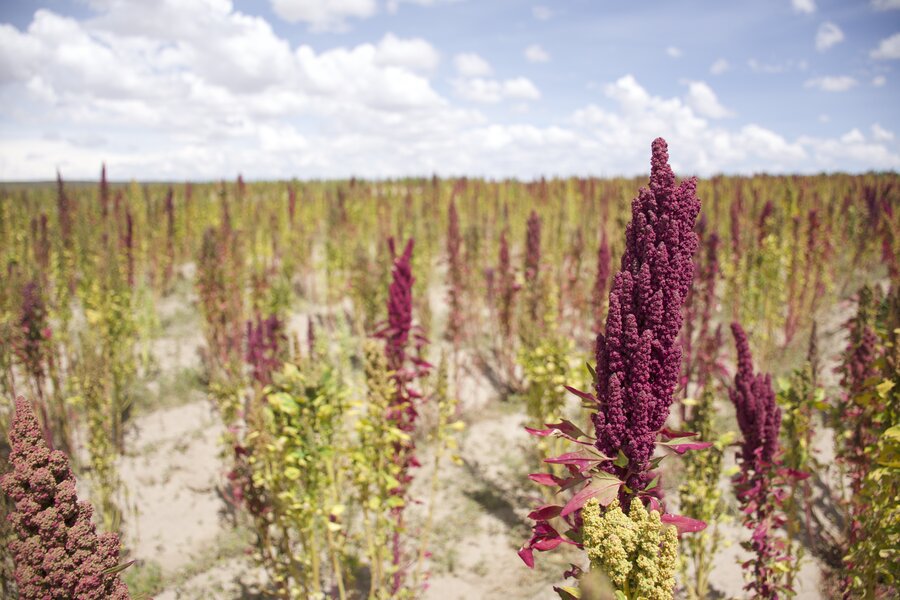 Bolivia is considered one of the world's most biodiverse countries, with a rich trove of nutritious, traditional plants. Photo: WFP/'Daniela Navia