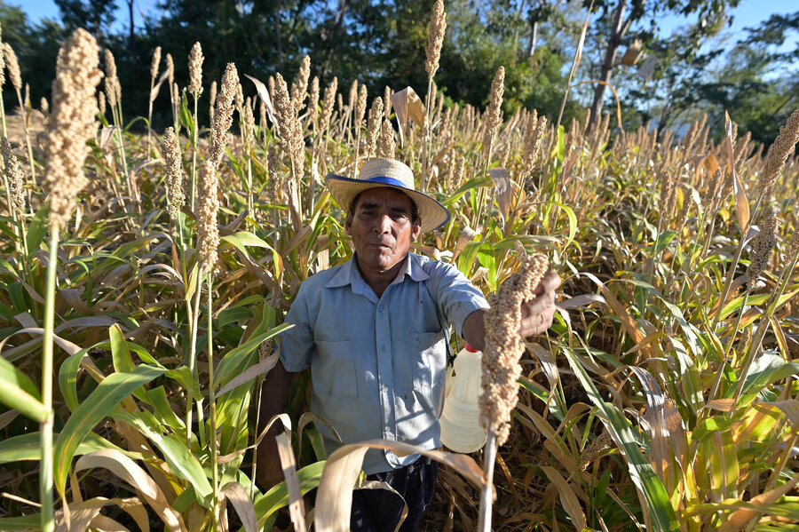 José María cultivando sorgo con el apoyo técnico de WFP. Foto: WFP / Francisco Naranjo