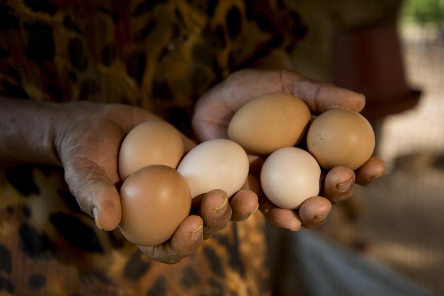 Unas manos sostienen huevos de gallina. Al fondo se observa un entorno rural.